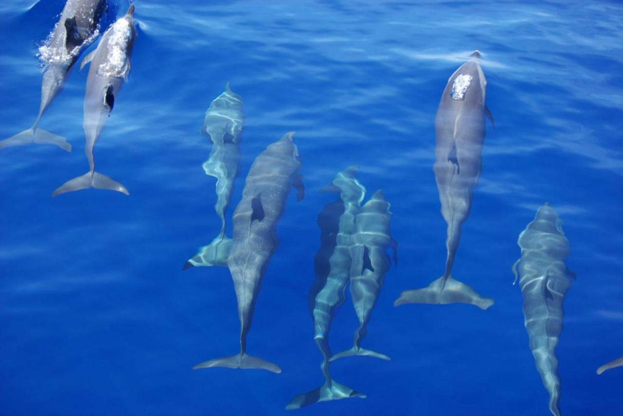 Hotel Island Guest Maamendhoo Zewnętrze zdjęcie