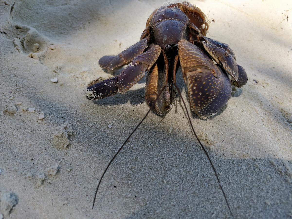 Hotel Island Guest Maamendhoo Zewnętrze zdjęcie
